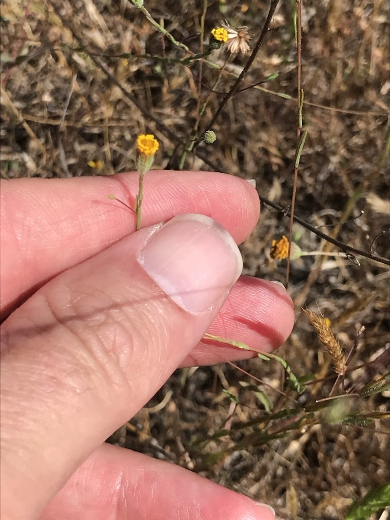 Lyon's Pygmydaisy photo 6