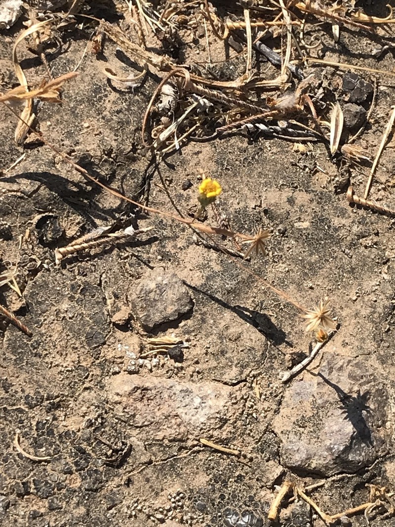 Lyon's Pygmydaisy photo 8