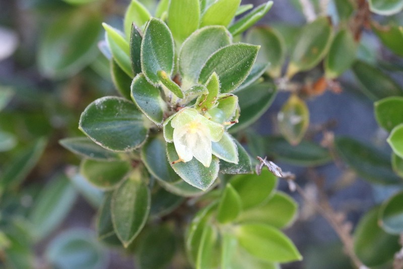 Pentachondra dehiscens photo 3