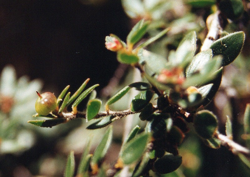 Pentachondra dehiscens photo 5