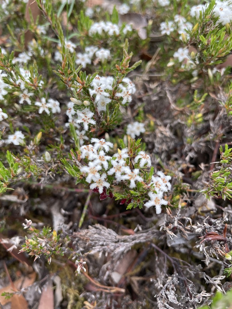 Pentachondra ericifolia photo 2