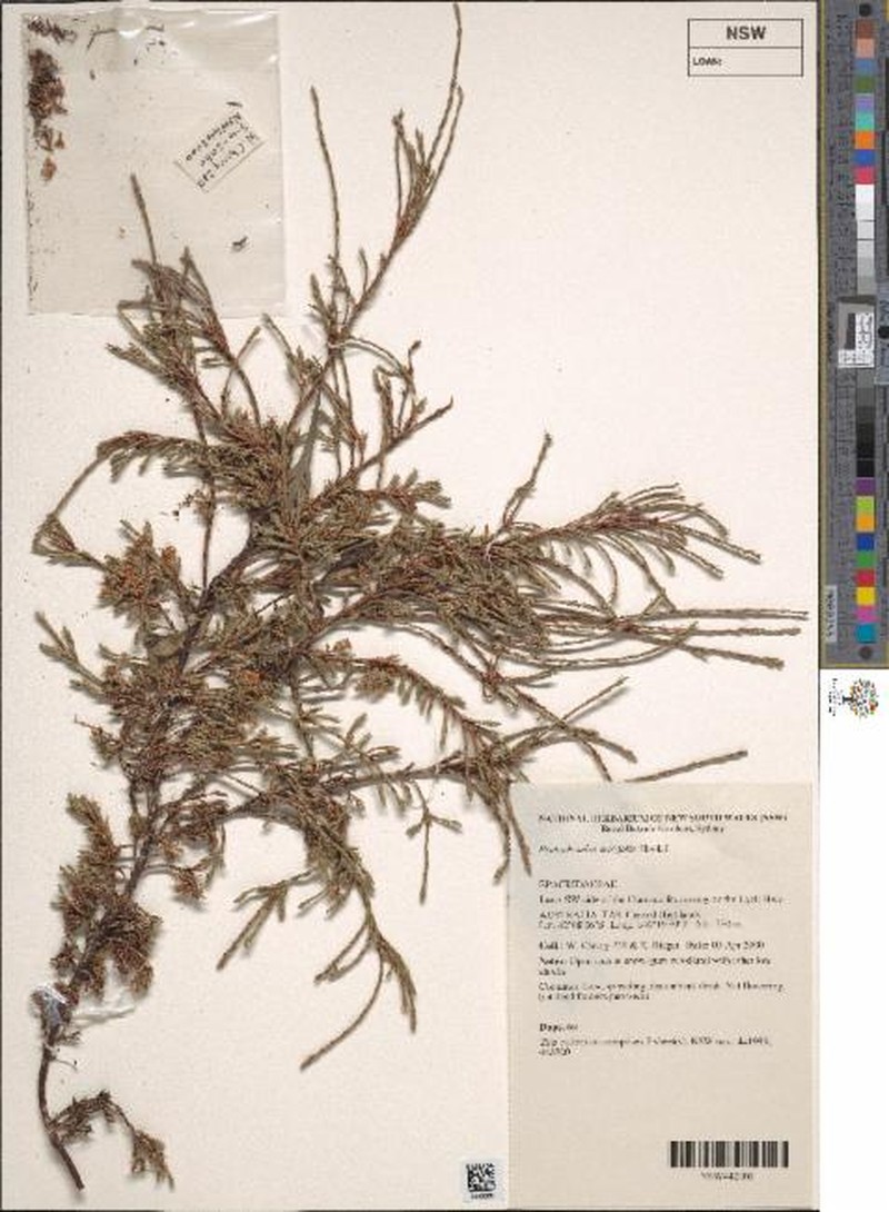 Pentachondra ericifolia photo 3