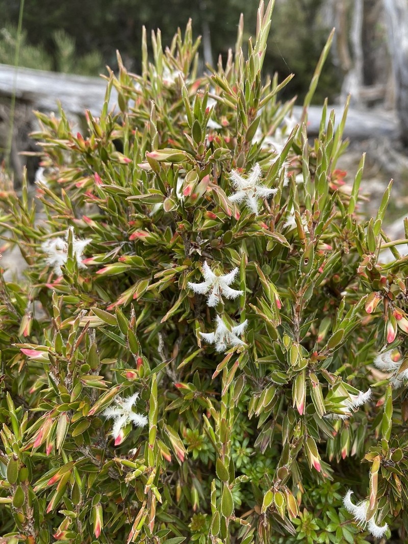 Pentachondra involucrata