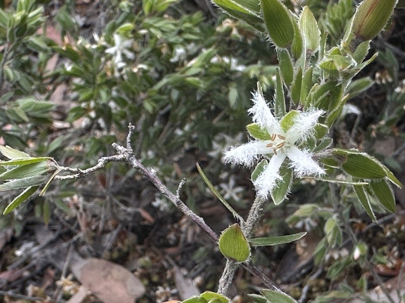 Pentachondra involucrata photo 2