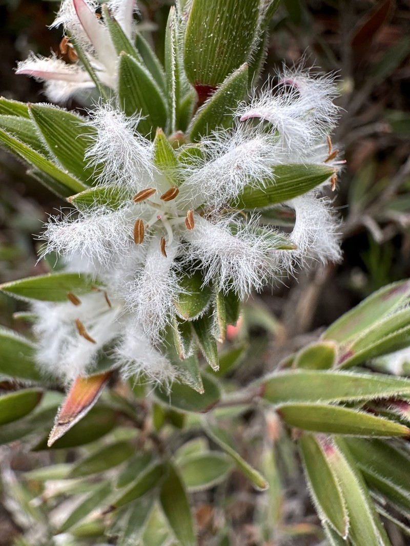 Pentachondra involucrata photo 3