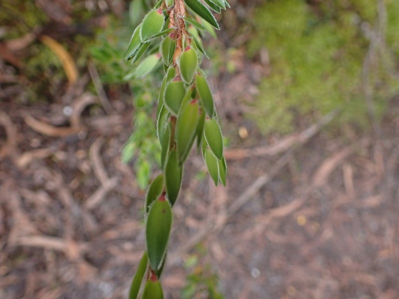 Pentachondra involucrata photo 5