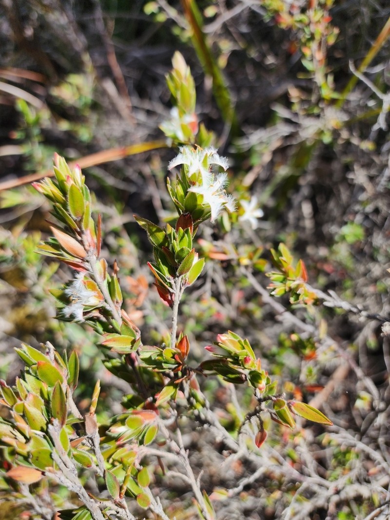Pentachondra involucrata photo 6