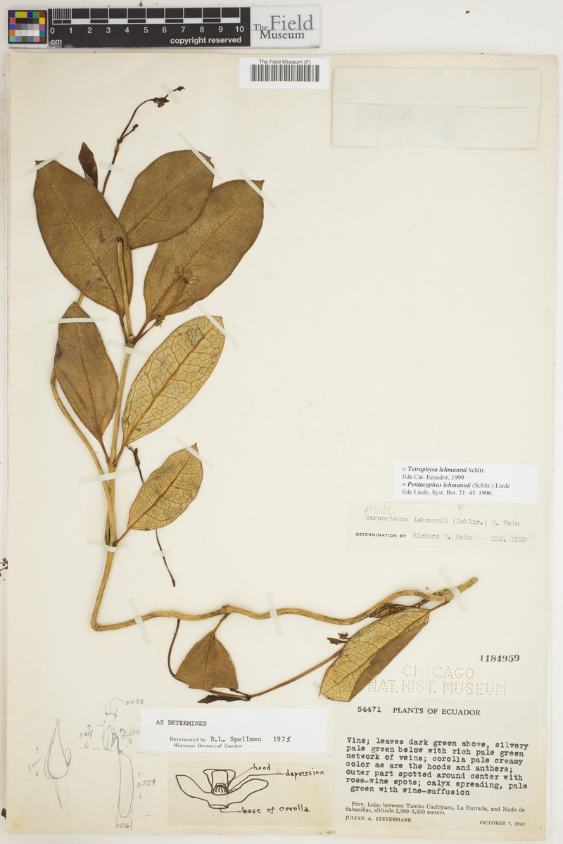 Pentacyphus lehmannii subsp. lehmannii