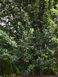Butter Tree