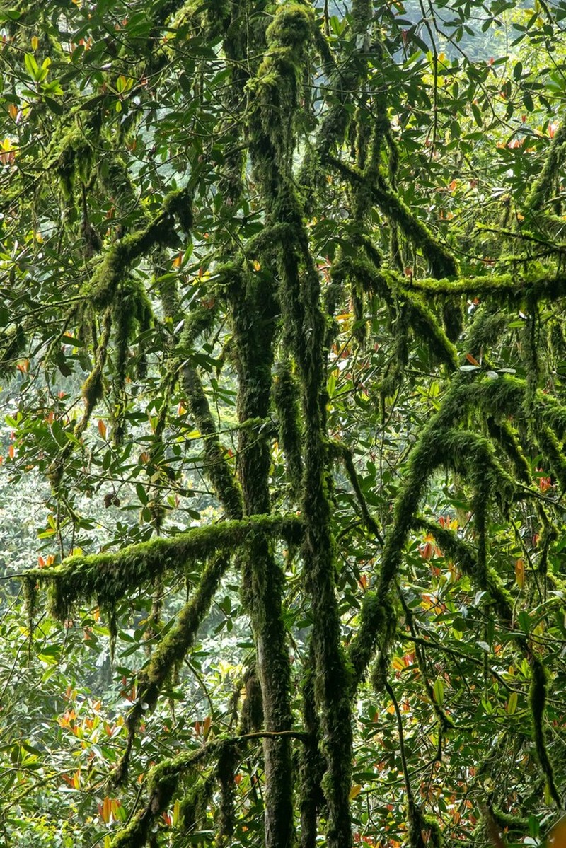 Pentadesma reyndersii