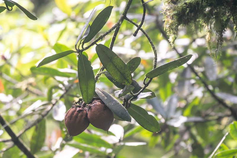 Pentadesma reyndersii photo 4
