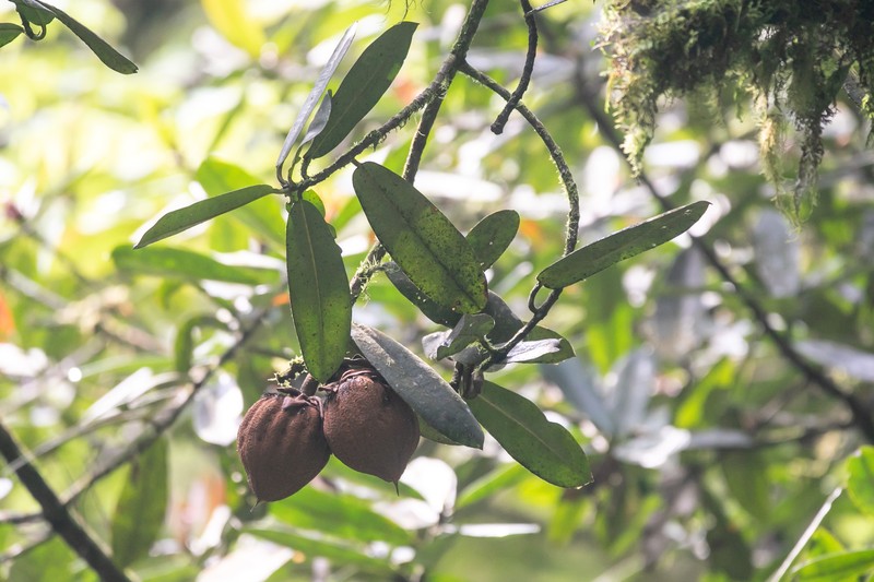 Pentadesma reyndersii photo 5