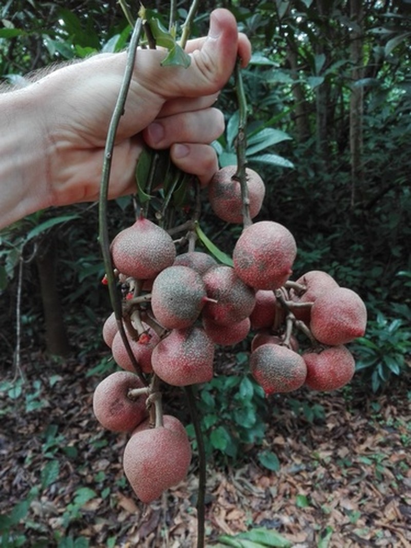 Pentadiplandra brazzeana