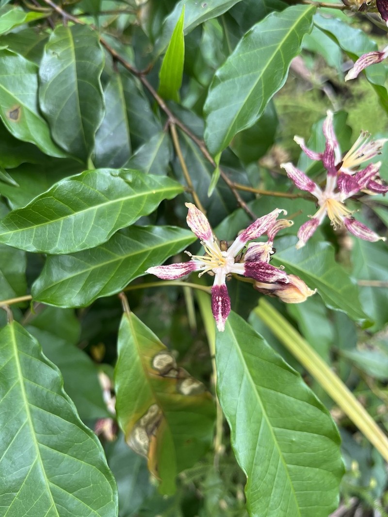 Pentadiplandra brazzeana photo 3
