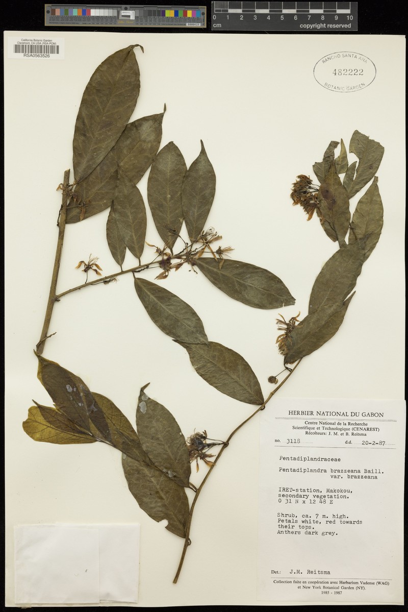 Pentadiplandra brazzeana var. brazzeana