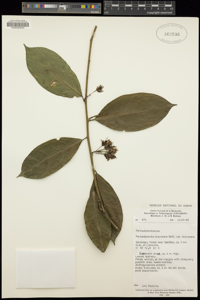 Pentadiplandra brazzeana var. brazzeana photo 2