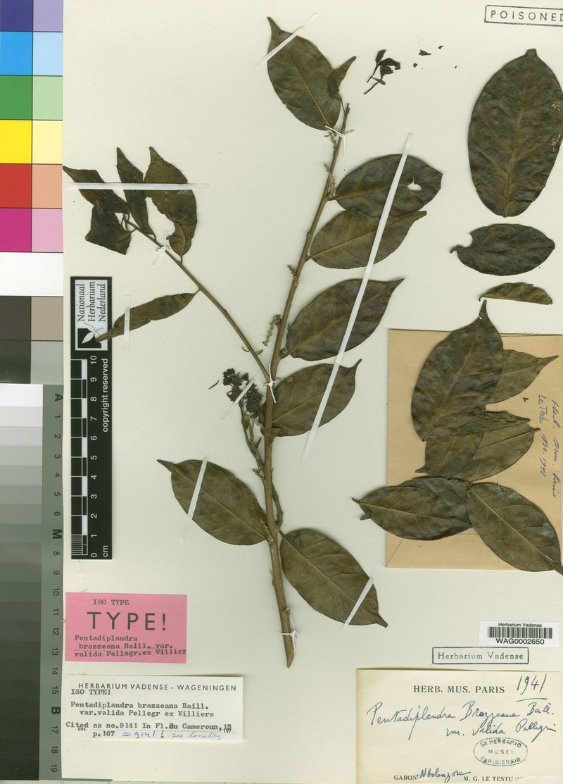 Pentadiplandra brazzeana var. valida