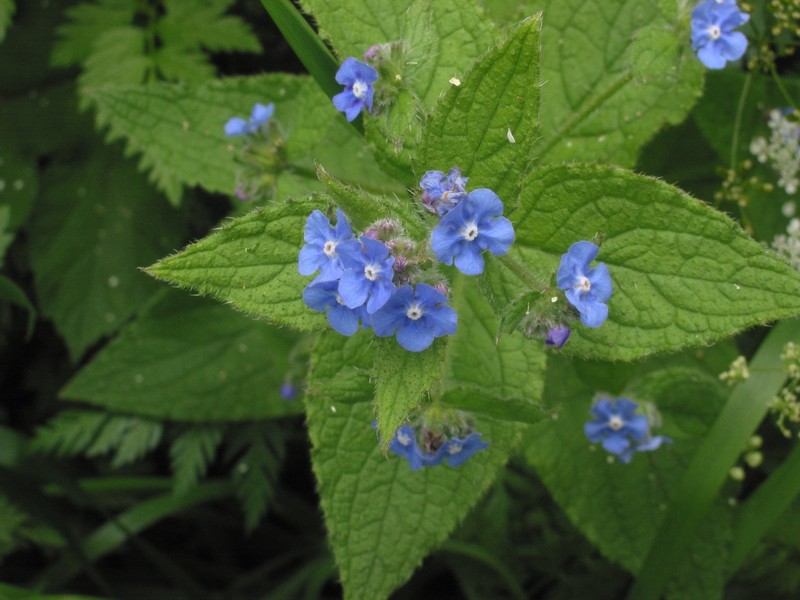 Evergreen Bugloss
