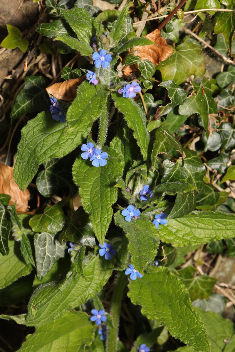 Evergreen Bugloss photo 2