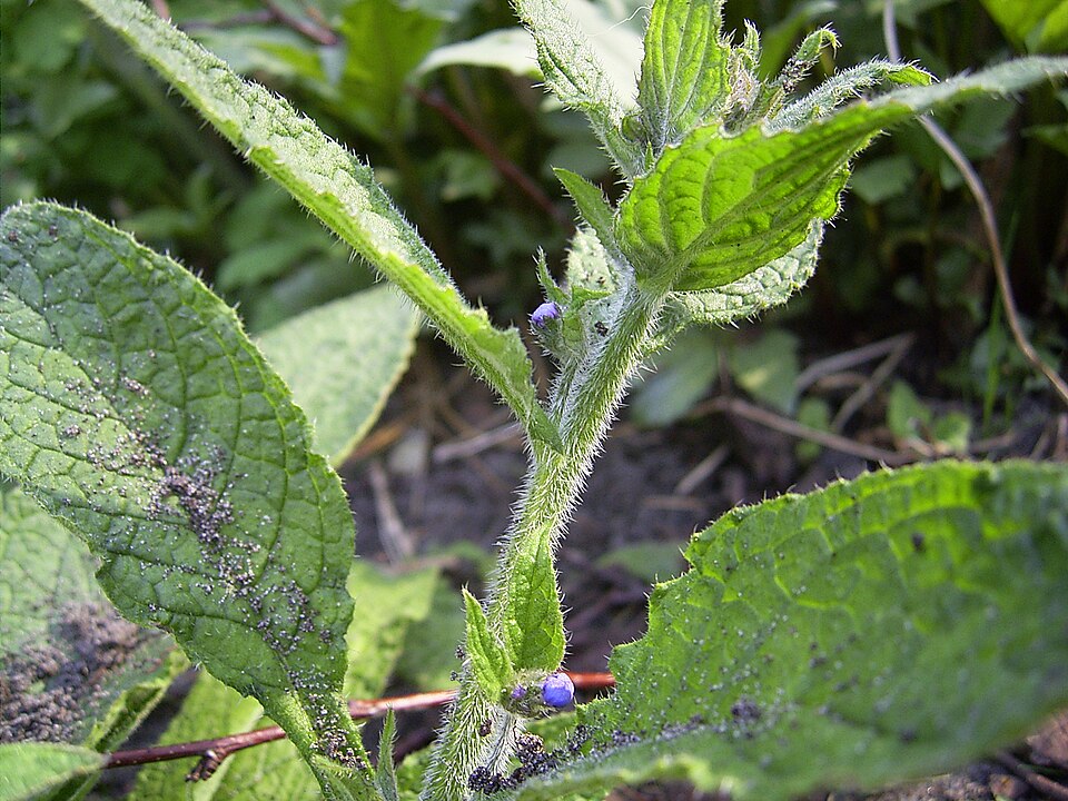 Evergreen Bugloss photo 4