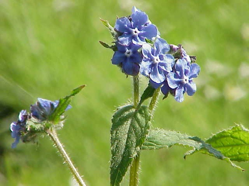 Evergreen Bugloss photo 5