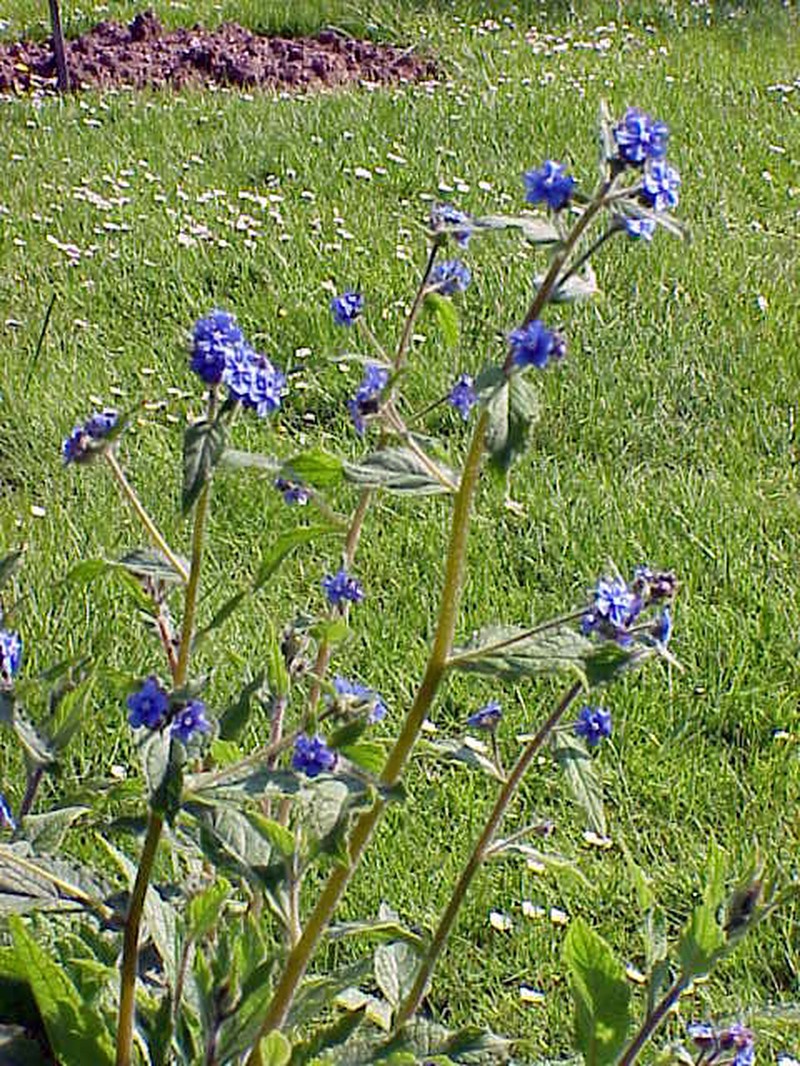 Evergreen Bugloss photo 6