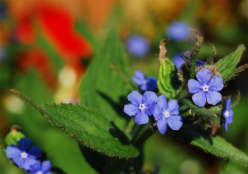 Evergreen Bugloss photo 7