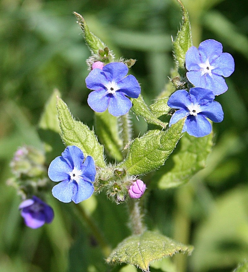 Evergreen Bugloss photo 8