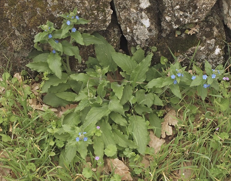 Evergreen Bugloss photo 3