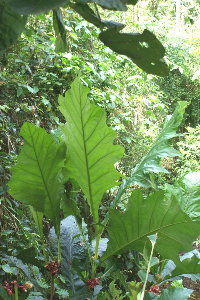 Pentagonia baumannii
