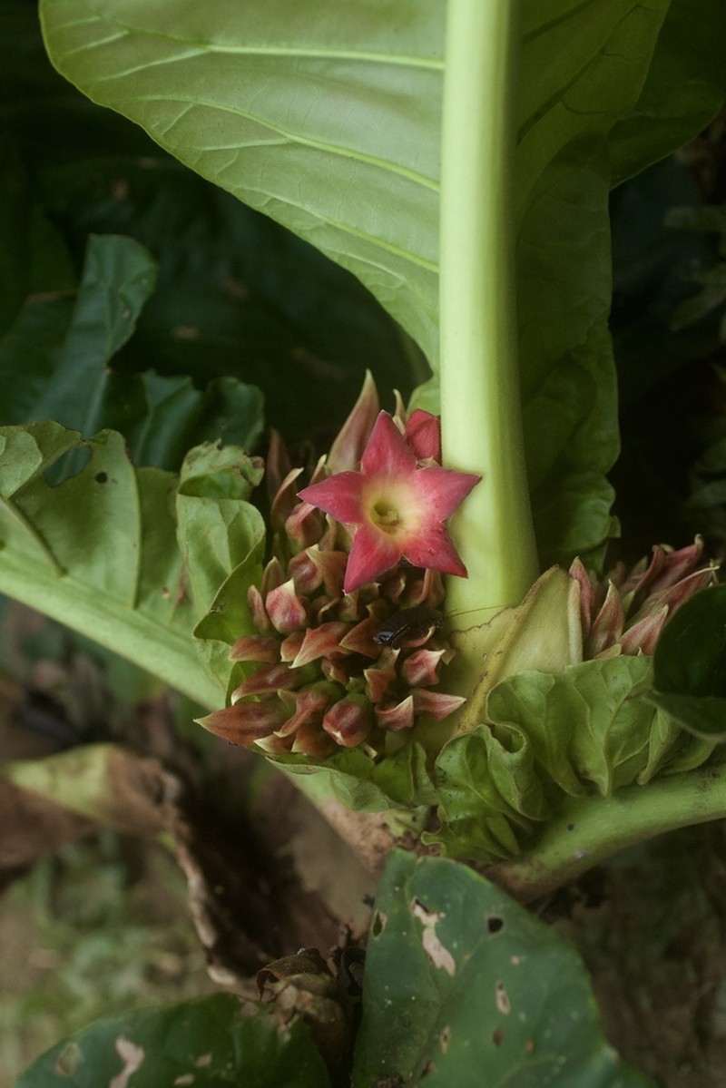 Pentagonia carniflora photo 2