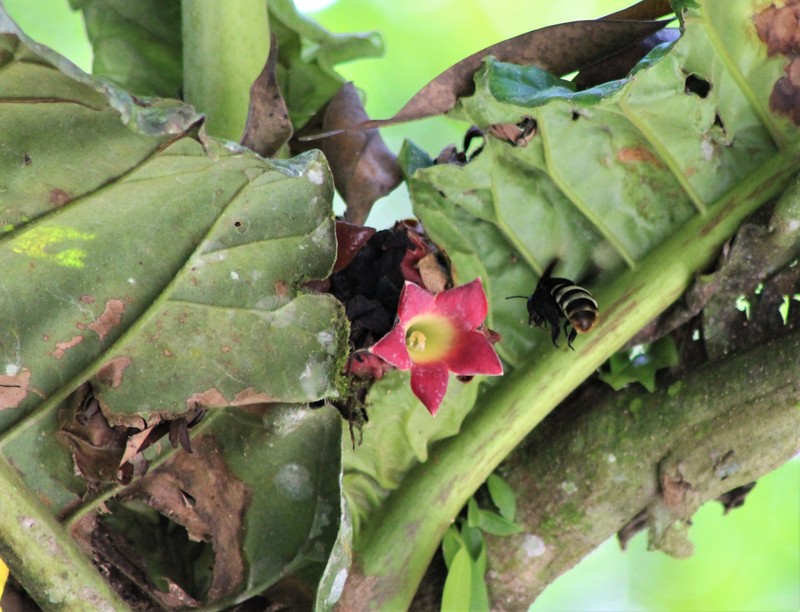 Pentagonia carniflora photo 4