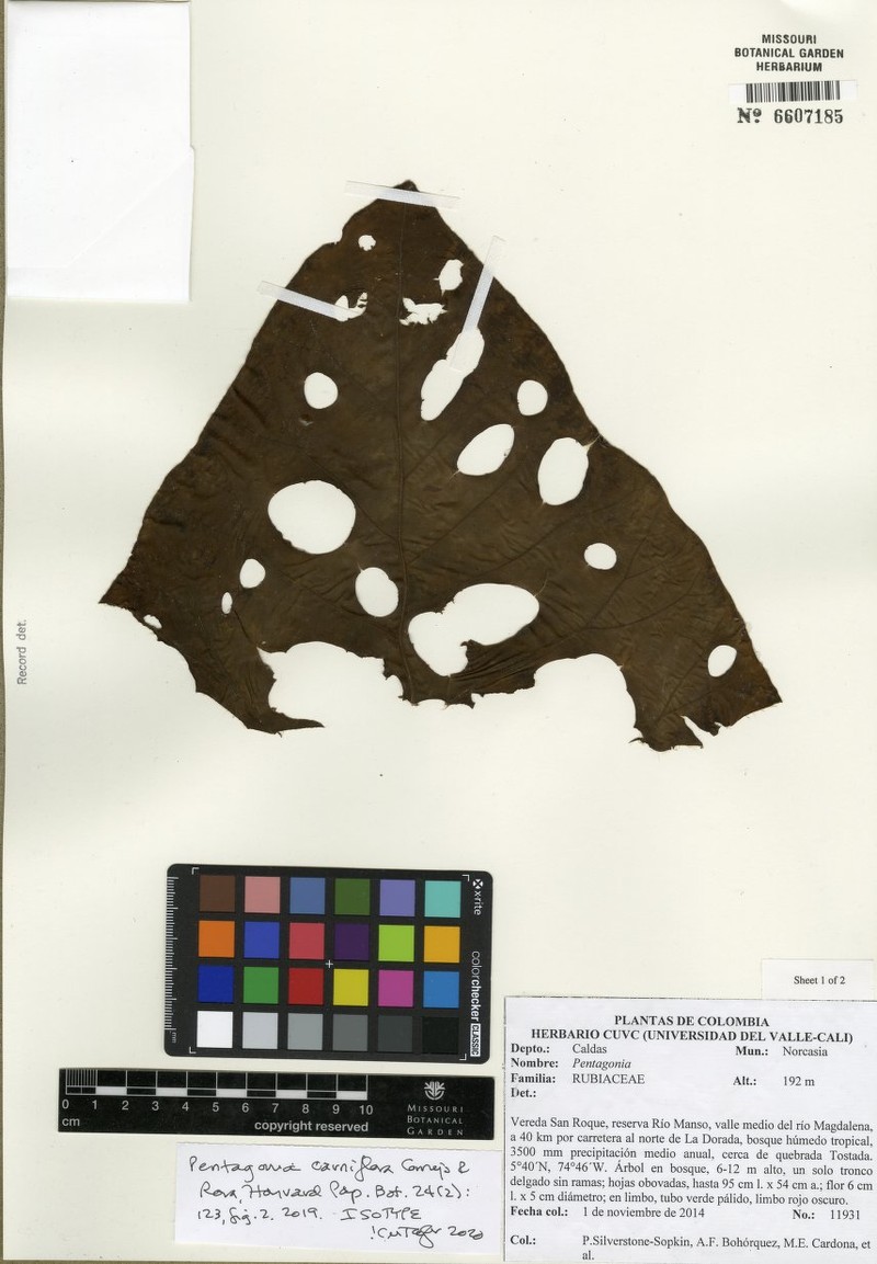 Pentagonia carniflora photo 5