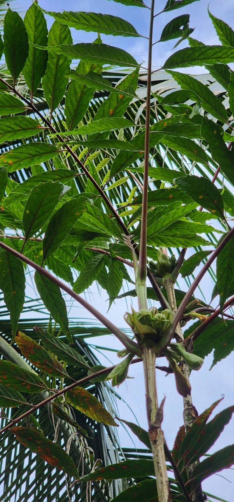 Pentagonia osapinnata