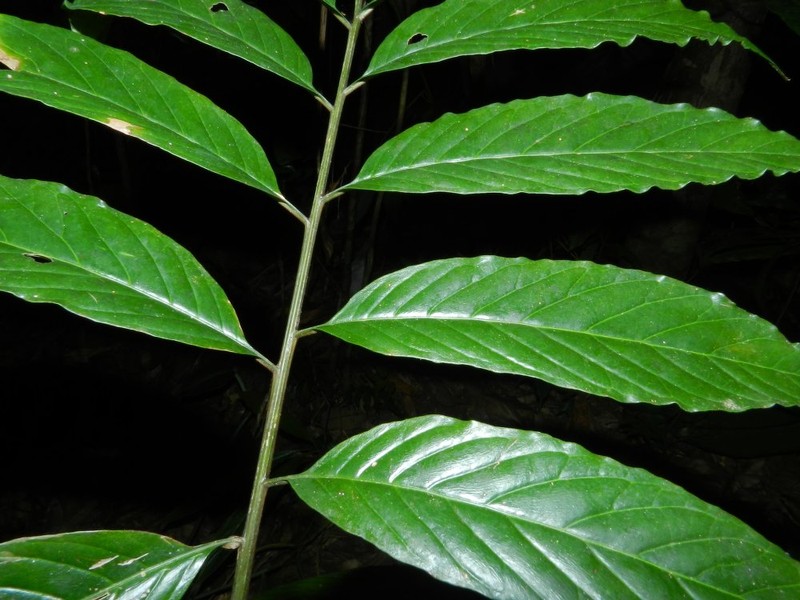 Pentagonia osapinnata photo 2