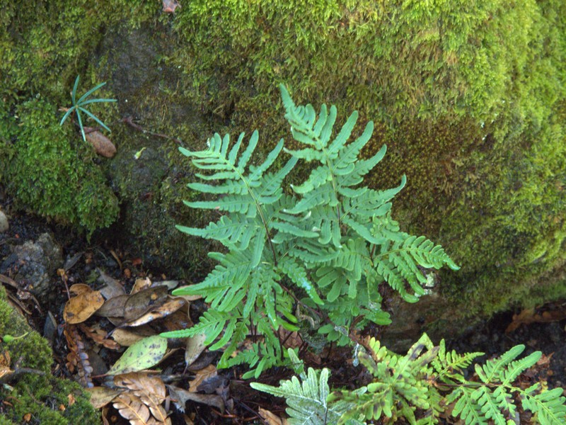Goldback Fern