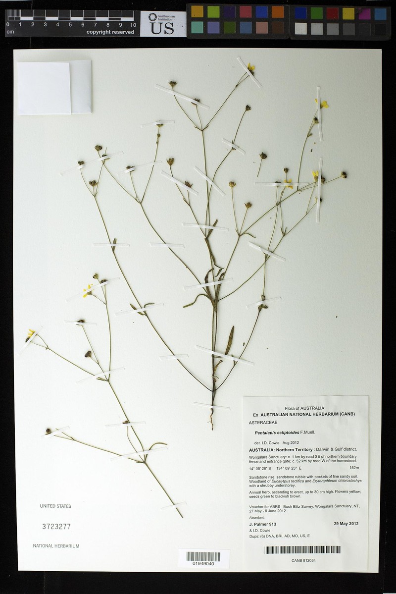 Pentalepis ecliptoides