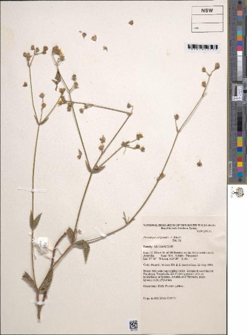 Pentalepis ecliptoides photo 2