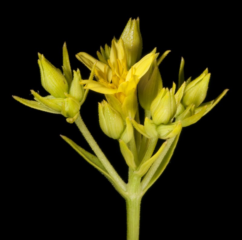 Pentalepis trichodesmoides