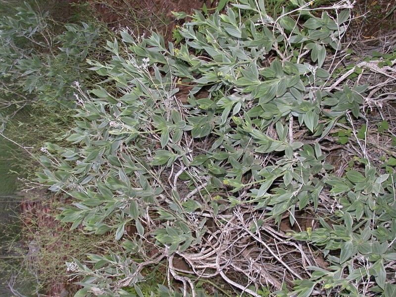Pentalepis trichodesmoides photo 2