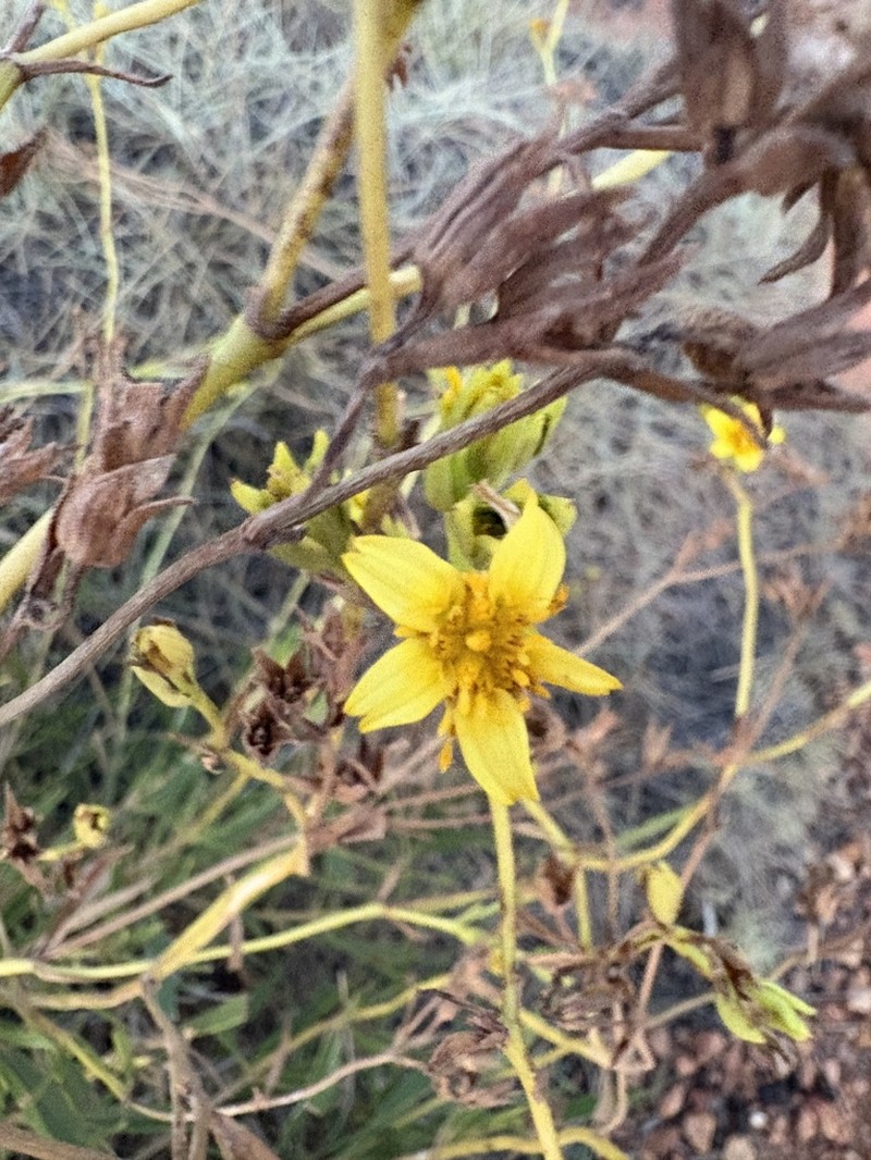 Pentalepis trichodesmoides photo 4