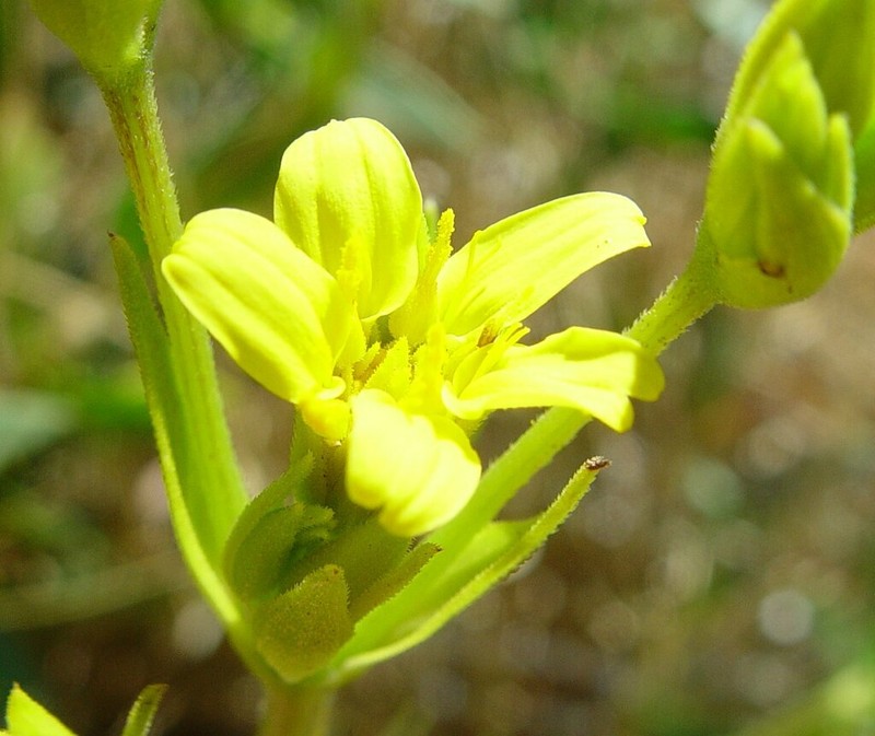 Pentalepis trichodesmoides photo 5