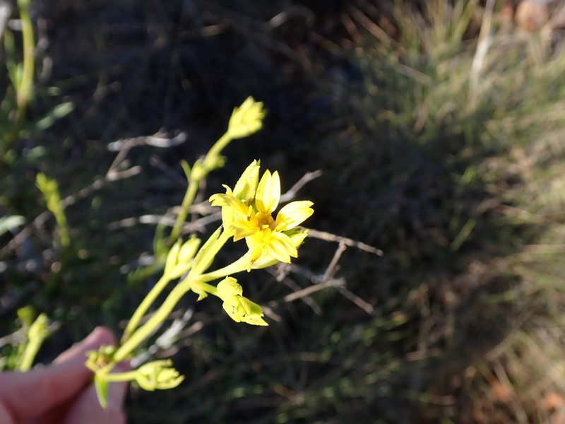 Pentalepis trichodesmoides photo 6