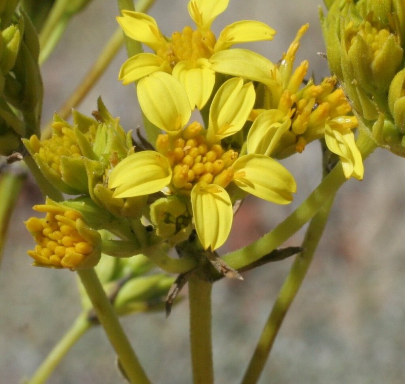Pentalepis trichodesmoides photo 7