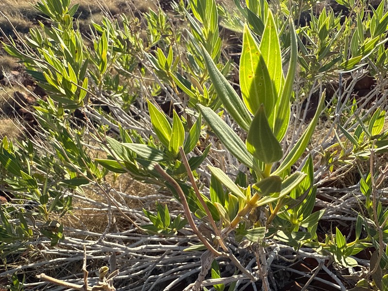 Pentalepis trichodesmoides subsp. hispida