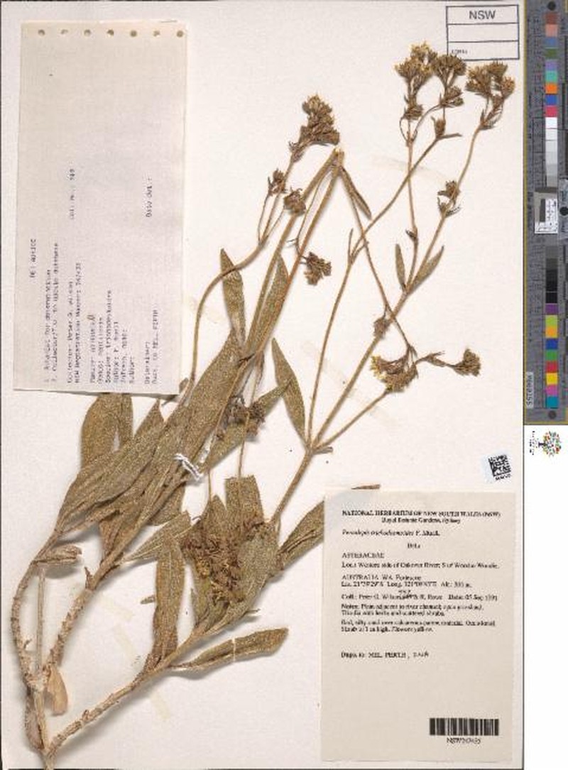 Pentalepis trichodesmoides subsp. trichodesmoides photo 2