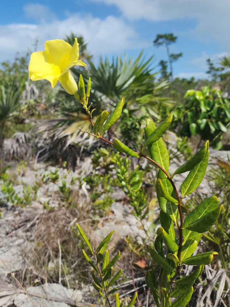 Hammock Viper'S-Tail