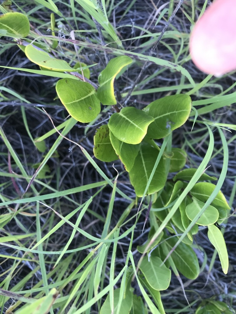 Hammock Viper'S-Tail photo 2