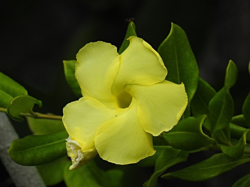 Hammock Viper'S-Tail photo 4