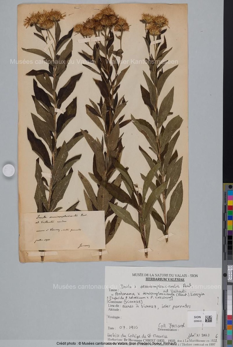 Pentanema × semiamplexicaule